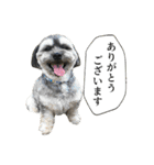 ミックス犬、大治郎と源之介 その1（個別スタンプ：2）
