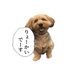 ミックス犬、大治郎と源之介 その1（個別スタンプ：3）