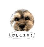 ミックス犬、大治郎と源之介 その1（個別スタンプ：4）