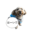 ミックス犬、大治郎と源之介 その1（個別スタンプ：5）