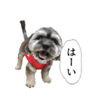 ミックス犬、大治郎と源之介 その1（個別スタンプ：6）