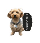 ミックス犬、大治郎と源之介 その1（個別スタンプ：7）