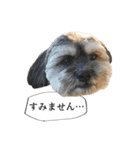ミックス犬、大治郎と源之介 その1（個別スタンプ：8）