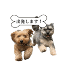 ミックス犬、大治郎と源之介 その1（個別スタンプ：10）