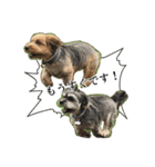 ミックス犬、大治郎と源之介 その1（個別スタンプ：11）