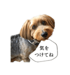 ミックス犬、大治郎と源之介 その1（個別スタンプ：12）