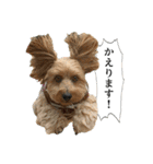 ミックス犬、大治郎と源之介 その1（個別スタンプ：13）