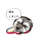ミックス犬、大治郎と源之介 その1（個別スタンプ：14）