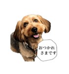 ミックス犬、大治郎と源之介 その1（個別スタンプ：15）
