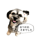 ミックス犬、大治郎と源之介 その1（個別スタンプ：16）