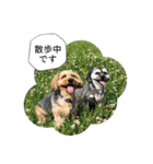 ミックス犬、大治郎と源之介 その1（個別スタンプ：17）