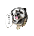 ミックス犬、大治郎と源之介 その1（個別スタンプ：18）