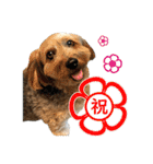 ミックス犬、大治郎と源之介 その1（個別スタンプ：19）