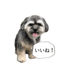 ミックス犬、大治郎と源之介 その1（個別スタンプ：20）