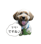 ミックス犬、大治郎と源之介 その1（個別スタンプ：21）