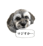 ミックス犬、大治郎と源之介 その1（個別スタンプ：22）