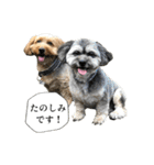 ミックス犬、大治郎と源之介 その1（個別スタンプ：23）