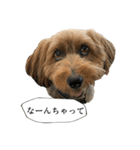 ミックス犬、大治郎と源之介 その1（個別スタンプ：24）