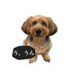 ミックス犬、大治郎と源之介 その1（個別スタンプ：27）