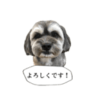 ミックス犬、大治郎と源之介 その1（個別スタンプ：28）