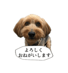 ミックス犬、大治郎と源之介 その1（個別スタンプ：29）