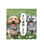ミックス犬、大治郎と源之介 その1（個別スタンプ：30）