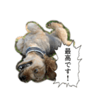 ミックス犬、大治郎と源之介 その1（個別スタンプ：31）