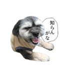 ミックス犬、大治郎と源之介 その1（個別スタンプ：32）