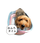 ミックス犬、大治郎と源之介 その1（個別スタンプ：34）