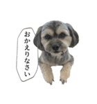 ミックス犬、大治郎と源之介 その1（個別スタンプ：36）