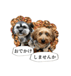 ミックス犬、大治郎と源之介 その1（個別スタンプ：40）