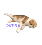 毎日ねこざんまい（個別スタンプ：1）