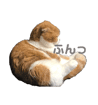 毎日ねこざんまい（個別スタンプ：2）