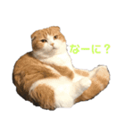 毎日ねこざんまい（個別スタンプ：3）