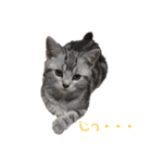 毎日ねこざんまい（個別スタンプ：5）