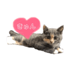毎日ねこざんまい（個別スタンプ：7）