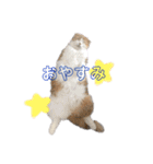 毎日ねこざんまい（個別スタンプ：9）