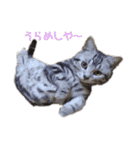 毎日ねこざんまい（個別スタンプ：10）