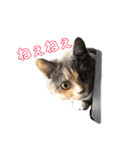毎日ねこざんまい（個別スタンプ：11）