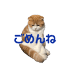 毎日ねこざんまい（個別スタンプ：12）