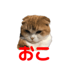 毎日ねこざんまい（個別スタンプ：13）
