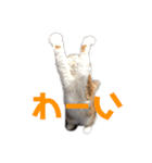 毎日ねこざんまい（個別スタンプ：14）