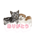 毎日ねこざんまい（個別スタンプ：15）