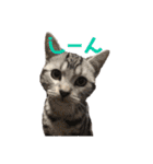 毎日ねこざんまい（個別スタンプ：16）