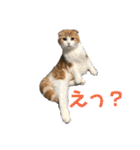 毎日ねこざんまい（個別スタンプ：17）
