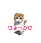 毎日ねこざんまい（個別スタンプ：19）