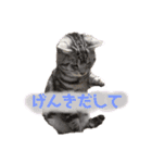 毎日ねこざんまい（個別スタンプ：20）