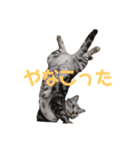 毎日ねこざんまい（個別スタンプ：21）