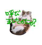 愛しのりぴたんとりおたん♡（個別スタンプ：3）