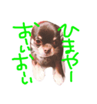 愛しのりぴたんとりおたん♡（個別スタンプ：10）